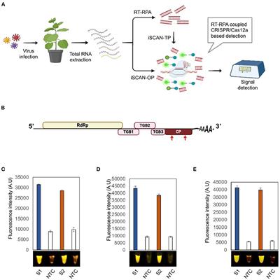 Editorial: Next-Generation Sequencing and CRISPR-Cas Editing in Plant Virology